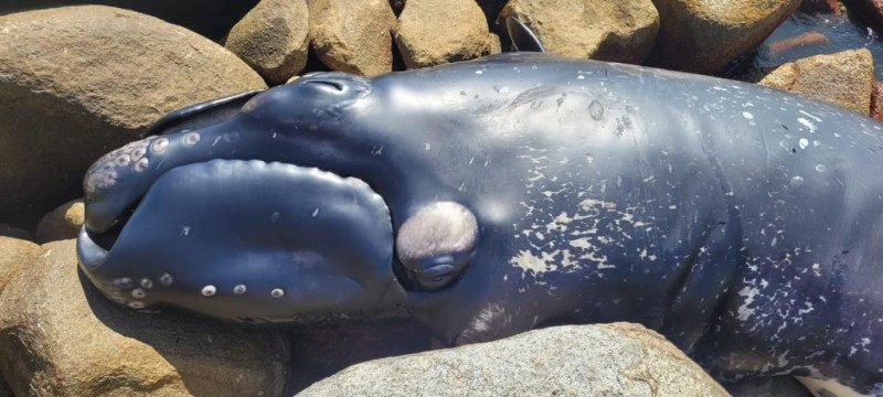 Filhote de baleia-franca encalha no litoral sul de SC