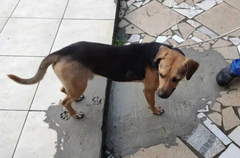 Mulher é detida após abandonar cão no canil de Itajaí, SC