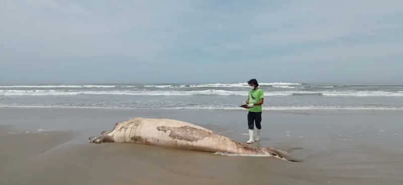 Filhote de baleia-franca é encontrado morto com osso da boca quebrado em SC