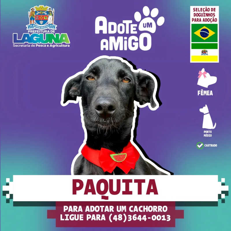 Imagem mostra Paquita, animal disponível para adoção em Laguna — Foto: Prefeitura de Laguna/Divulgação