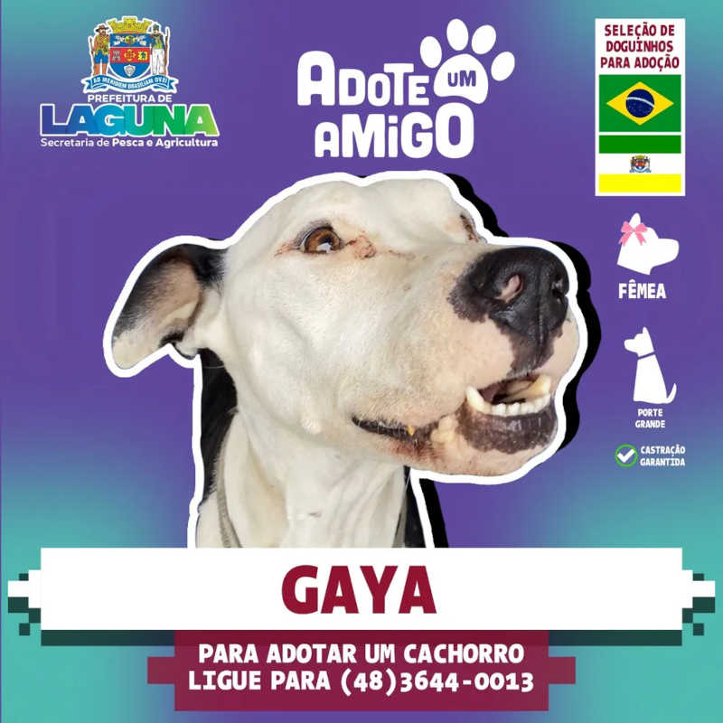 Imagem mostra Gaya, animal disponível para adoção em Laguna — Foto: Prefeitura de Laguna/Divulgação
