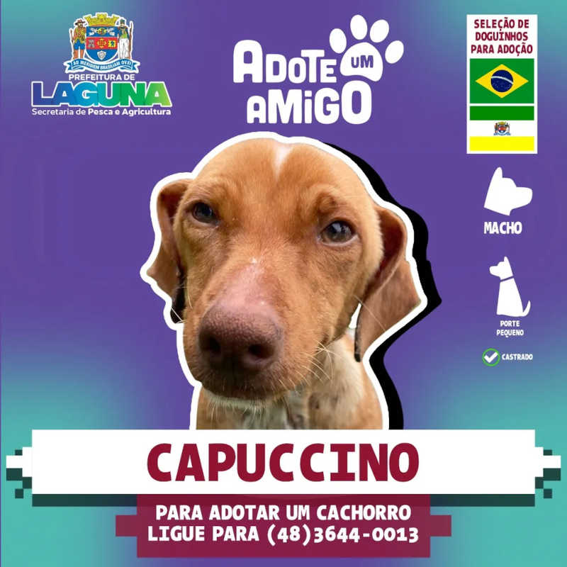 Imagem mostra Capuccino, animal disponível para adoção em Laguna — Foto: Prefeitura de Laguna/Divulgação