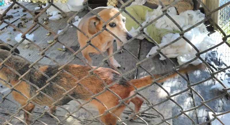 Três cães vítimas de maus-tratos são resgatados em Pomerode, SC