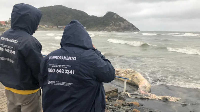 Baleia de 7 metros foi encontrada morta em São Francisco do Sul — Foto: PMP-BS/Univalli/ Divulgação