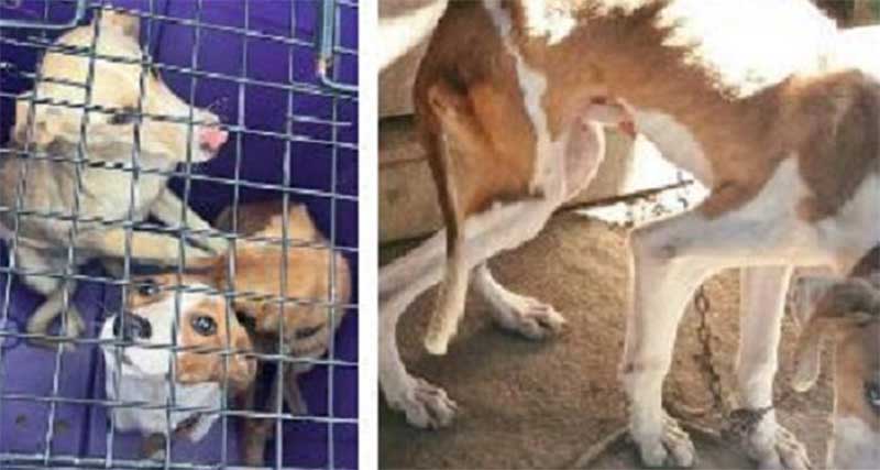 Denúncia aponta três cães em estado de maus-tratos em São Ludgero, SC