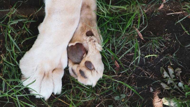 ONG de Siderópolis (SC) denuncia envenenamento de cães; há registros de mortes dos animais