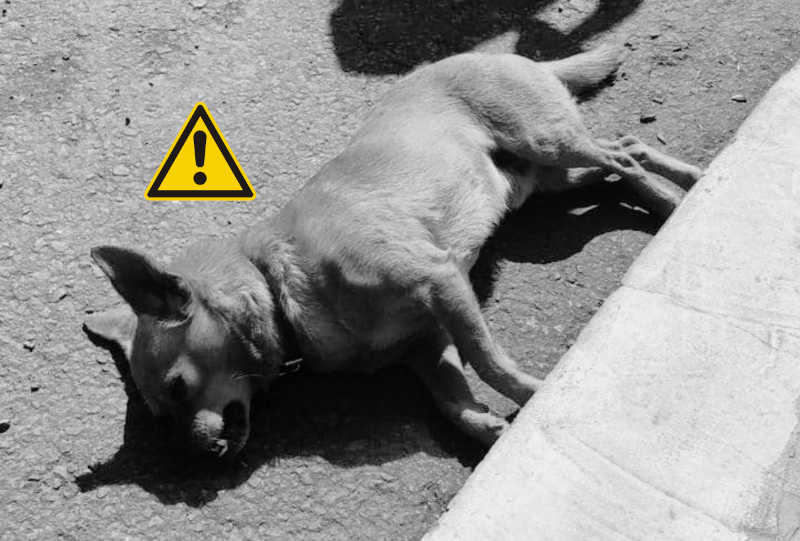 Revolta: motorista atropela cão e foge sem prestar socorro, em Seara, SC