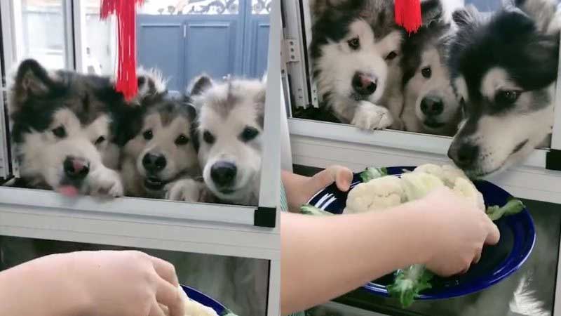 Cachorros “vegetarianos” conquistam internautas por comerem couve-flor; veja vídeo