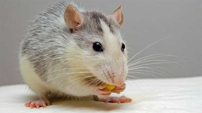 Jovem viraliza ao ‘adotar’ rato que surgiu em sua casa