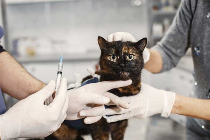 ‘Vacina’ anticoncepcional coloca vida de gatas e cadelas em risco; castração é a melhor opção