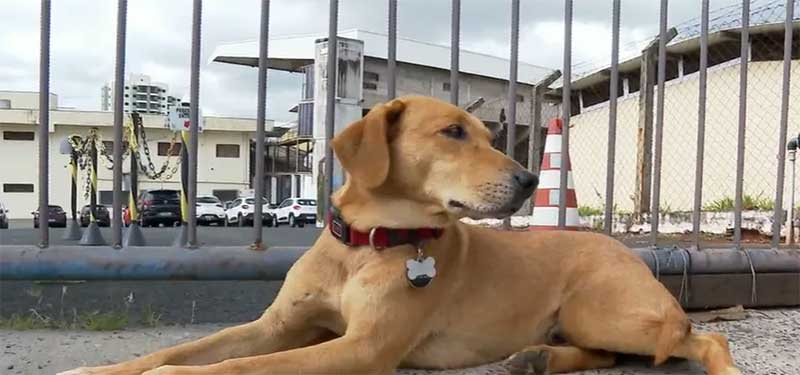 Oswaldinho, cão comunitário da Ferroviária, foi castrado pelo Bem-Estar Animal de Araraquara — Foto: Reprodução/EPTV