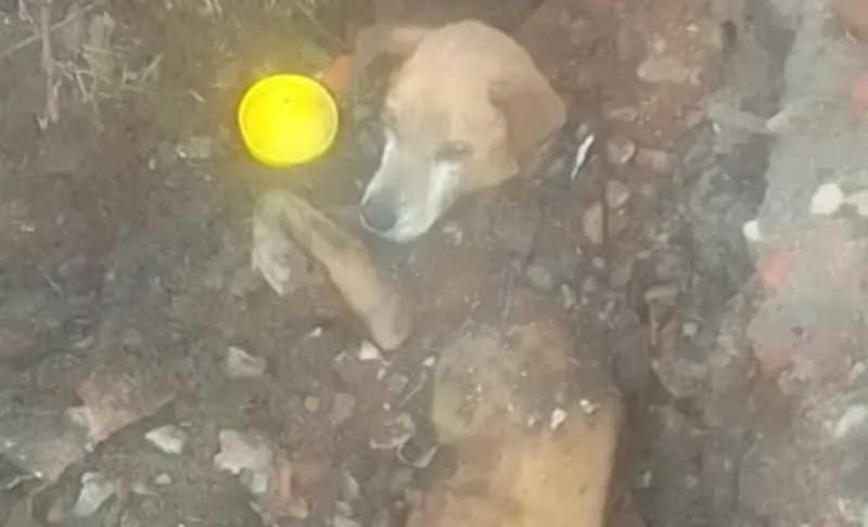 Cachorro é resgatado ferido e parcialmente enterrado em entulho em Araraquara, SP; VÍDEO