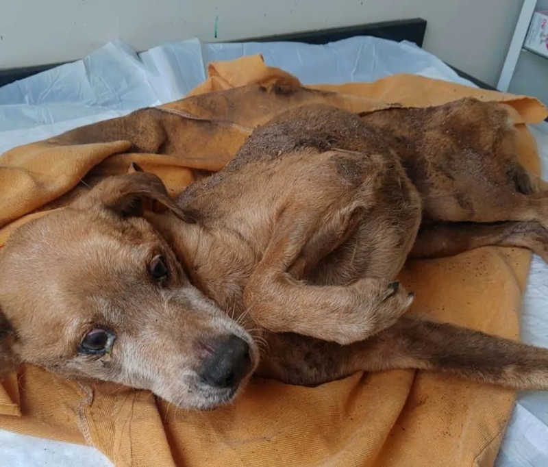Cachorro encontrado enterrado está internado em clínica veterinária de Araraquara — Foto: ONG Bem-Estar Animal
