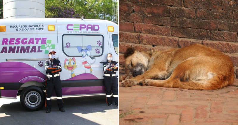 Equipes de resgate animal salvam mais de 3 mil cães e gatos abandonados em cidade paulista