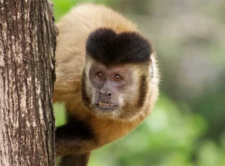 Macacos não são os responsáveis pelas transmissões da doença conhecida como “varíola do macaco”. Foto: Tiago Falótico/ICMBio/CENP