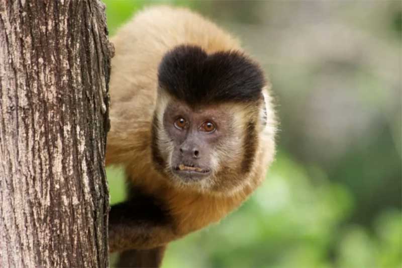 Campanha da OAB SP reforça que primatas não são transmissores da varíola dos macacos