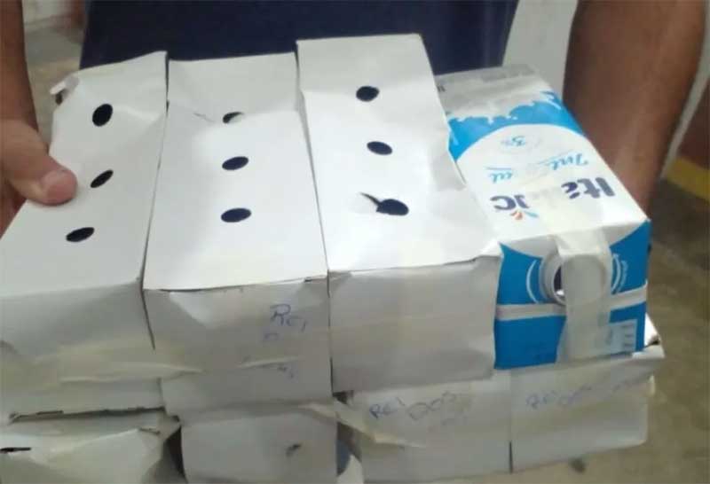 Polícia apreende pássaros silvestres em caixas dentro de mochila em Campinas, SP; parte das aves estava morta