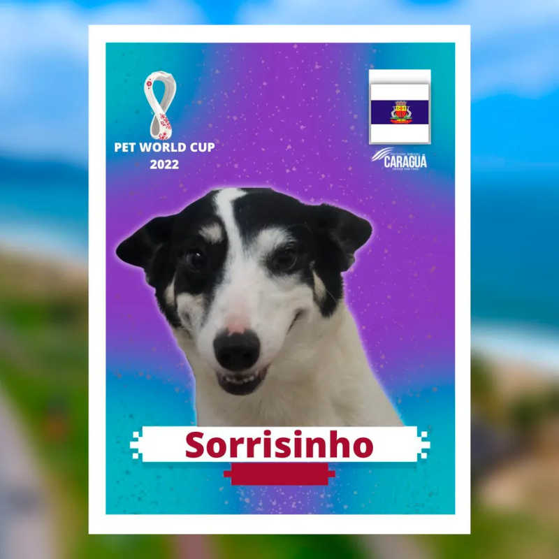 Pets viram figurinhas da Copa do Mundo em campanha de adoção em Caraguá. — Foto: Divulgação/Prefeitura