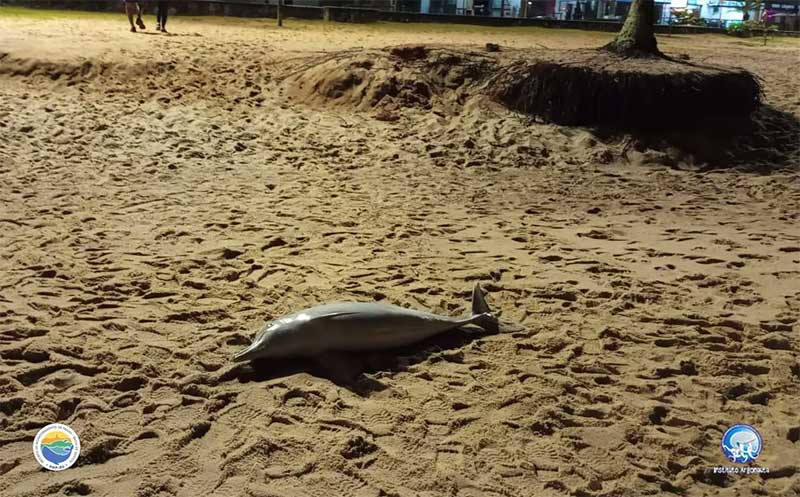 Golfinhos são encontrados mortos em praia de Caraguatatuba, SP