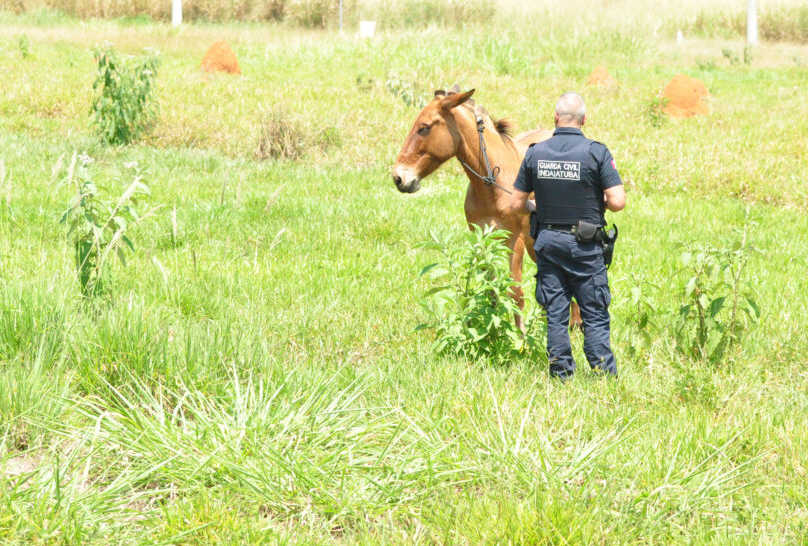 Resgate: Arame farpado é retirado da pata de égua em Indaiatuba