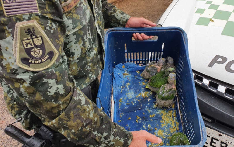 Venda de papagaio em redes sociais é flagrada pela Polícia Ambiental em Jaú, SP