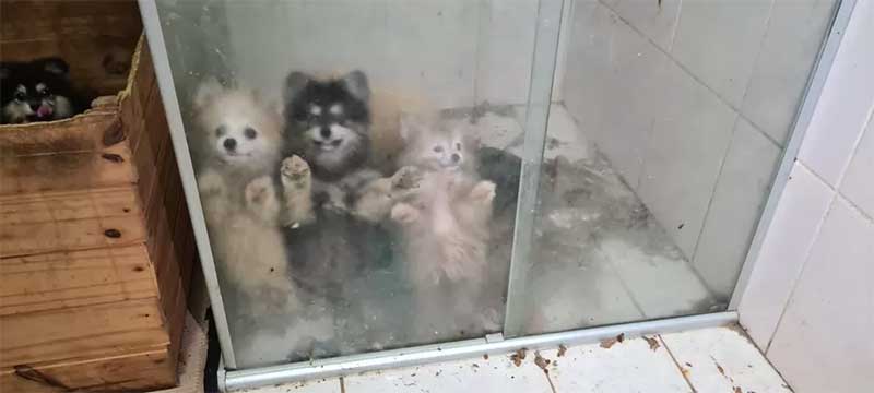 Animais em box de banheiro no canil clandestino — Foto: Wagner Morente