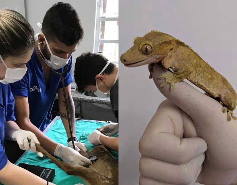 De lagarto enviado pelos Correios a papagaio que roeu chumbo: veterinários viram ‘heróis’ de animais silvestres em SP