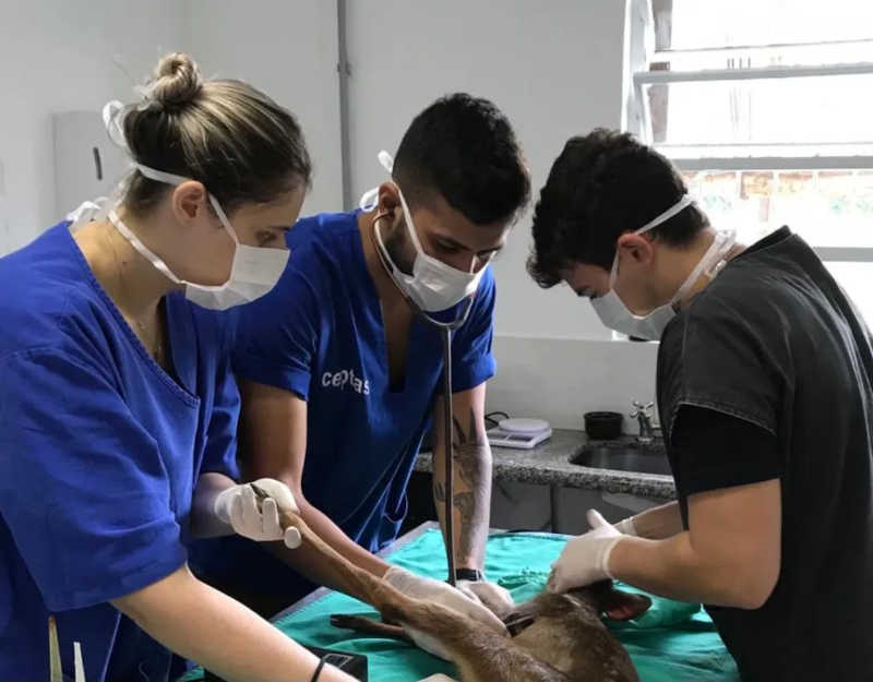 Trio sonha em abrir hospital especializado para animais silvestres no litoral de São Paulo — Foto: Arquivo Pessoal