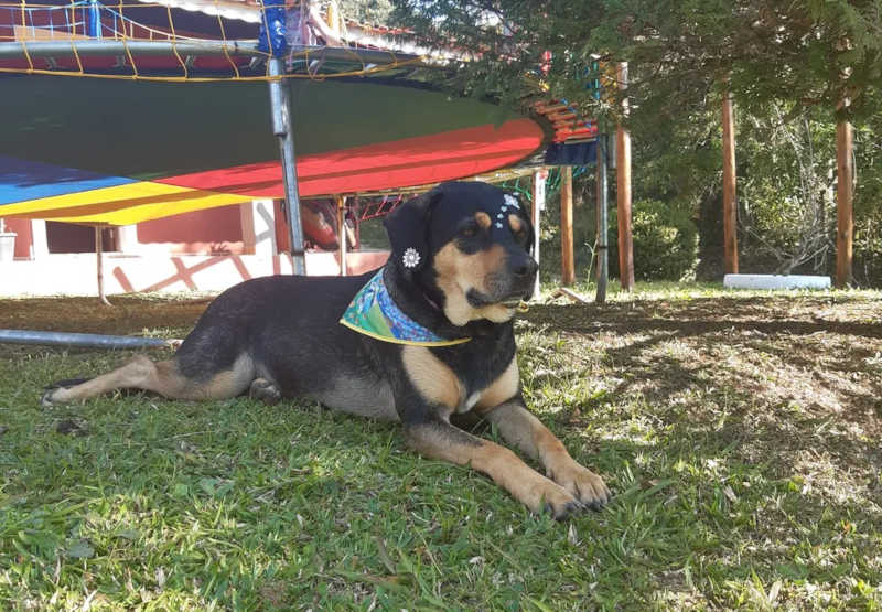 Polícia investiga morte de cadela em Mogi das Cruzes (SP); relatório veterinário indica suspeita de envenenamento por chumbinho