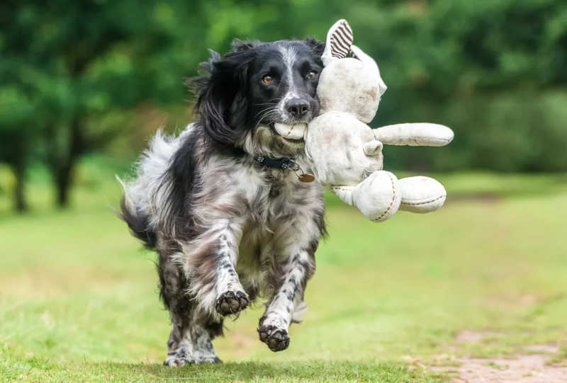Ressocialização é fundamental no tratamento de cães vítimas de maus-tratos — Foto: Will Holdcroft