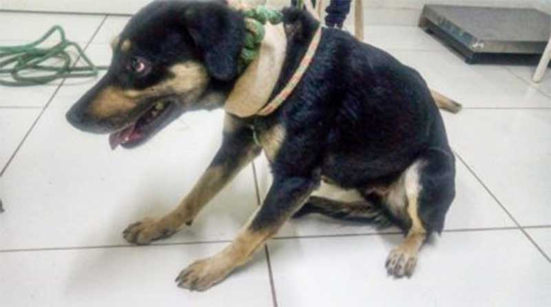 Cachorra agredida por tutor é resgatada de situação de maus-tratos no Novo Wenzel, em Rio Claro, SP