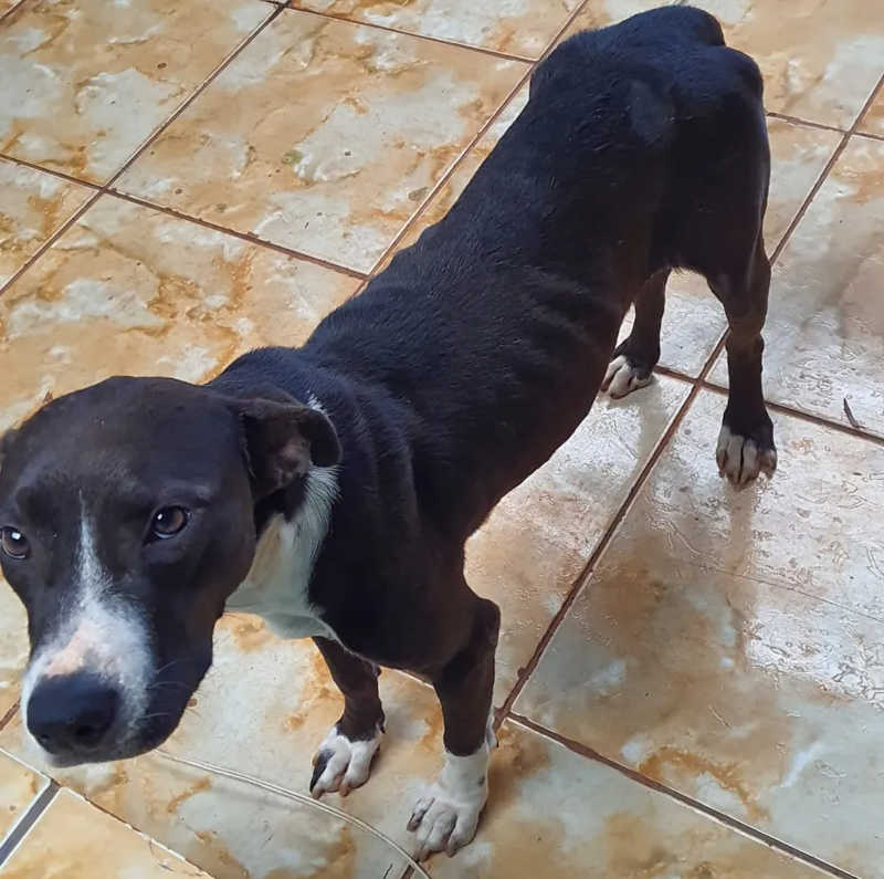 Polícia Ambiental multa homem em R$ 3 mil por maus-tratos a cachorro, em Rosana, SP