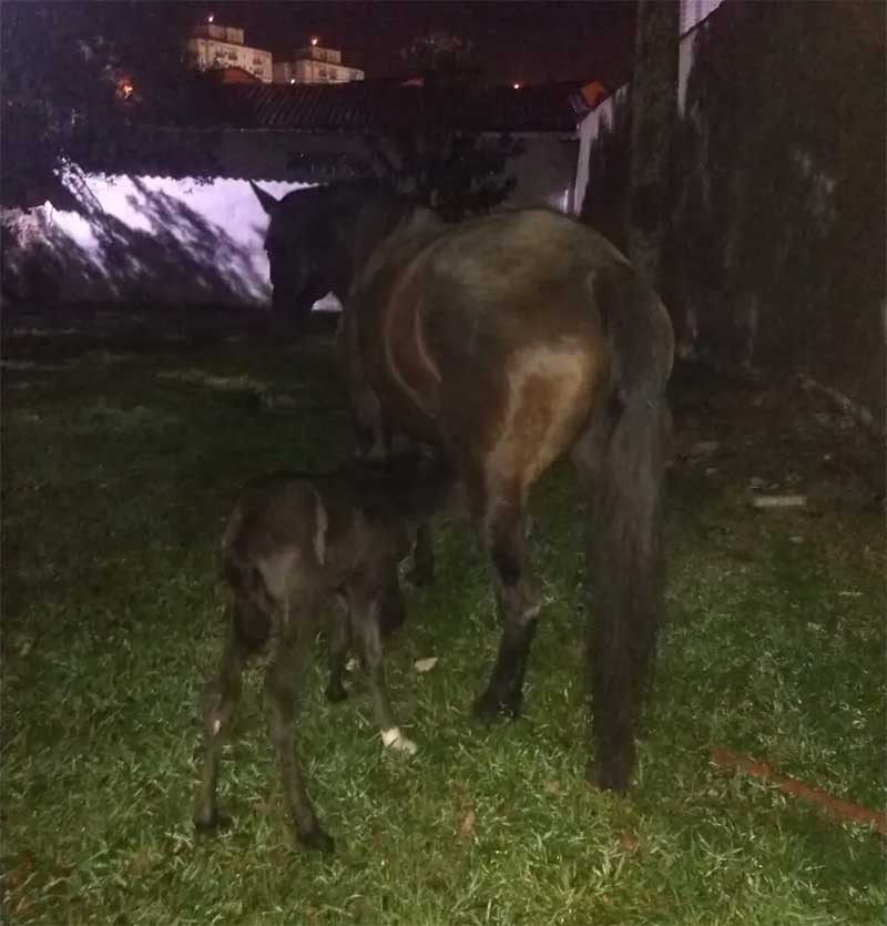 Égua dá à luz em praça de Santos, SP, morador relata desespero por não conseguir ajuda para os animais