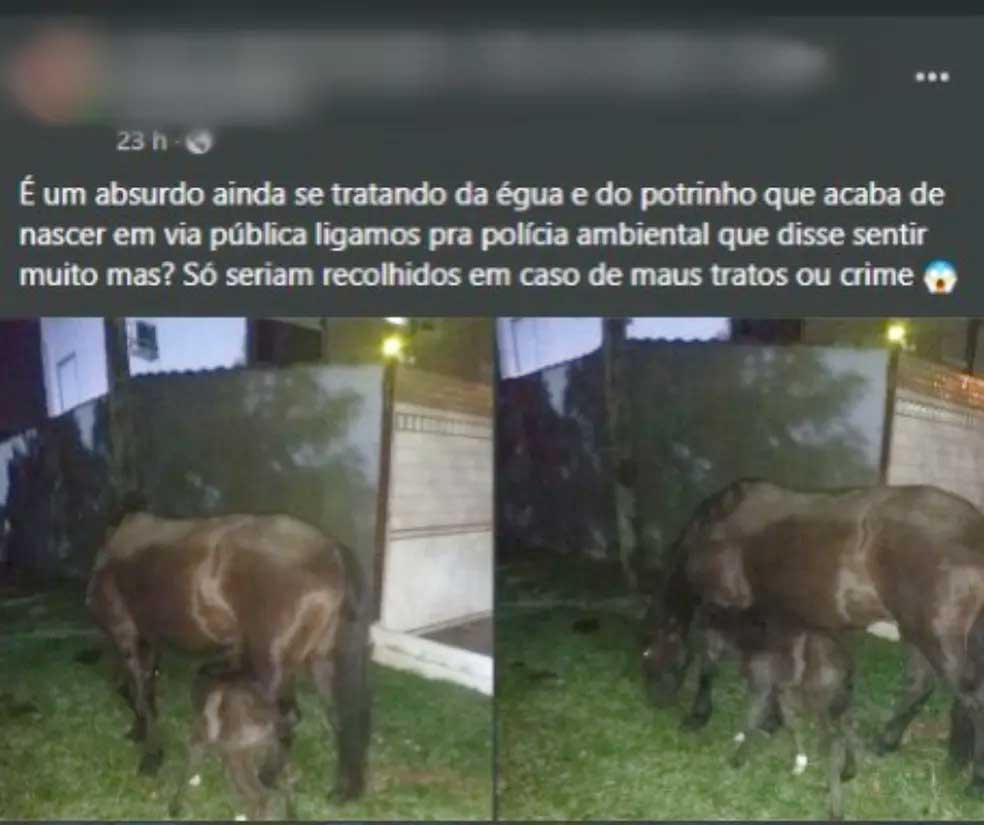 Égua dá à luz em praça da Zona Noroeste, em Santos, no litoral de São Paulo, na noite de quarta-feira (31) e morador relata descaso ao pedir socorro — Foto: Reprodução/ Facebook