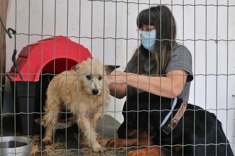 Mais de 110 cães recebem coleira contra a leishmaniose em morro de Santos, SP