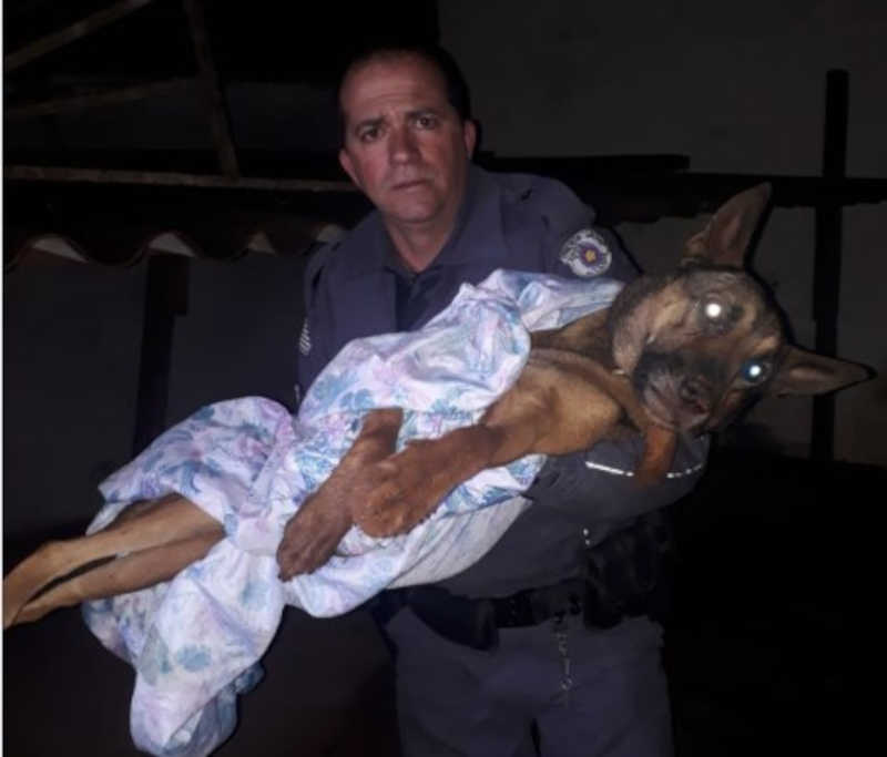 PMs resgatam cão abandonado em terreno no Botafogo, em São Carlos, SP