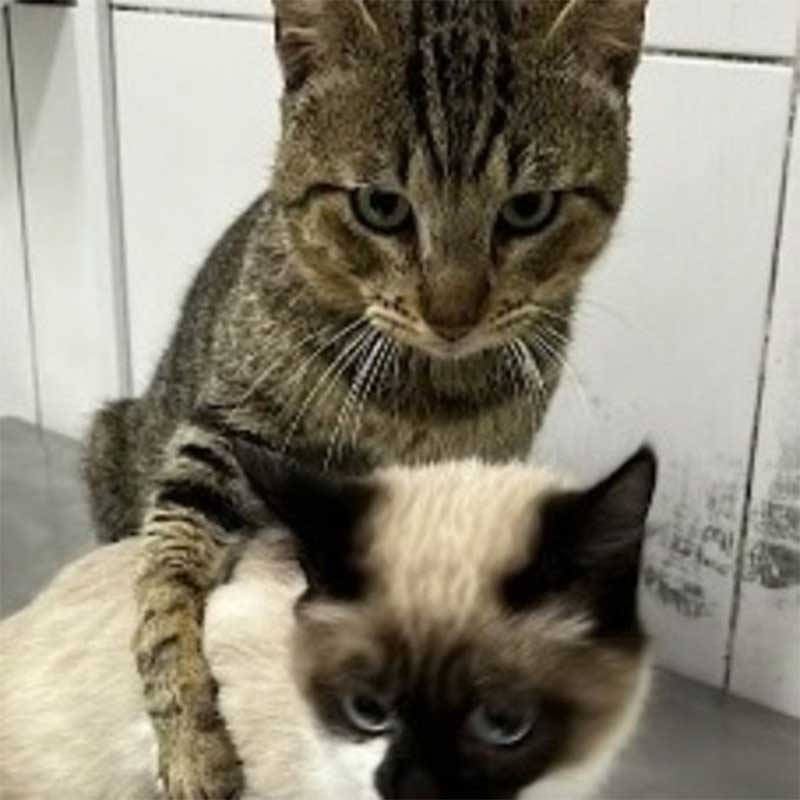 Gato ajuda gatinha com possível fratura na coluna a se locomover; VÍDEO