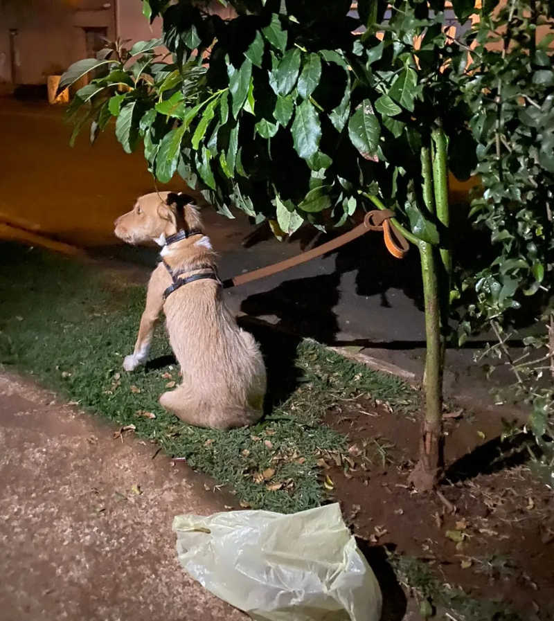 Vídeo mostra momento em que mulher abandona cachorro amarrado a árvore no interior de SP