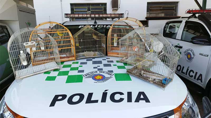 Polícia Ambiental resgata seis aves em cativeiro e multa mulher em R$ 3 mil em Tarabai, SP
