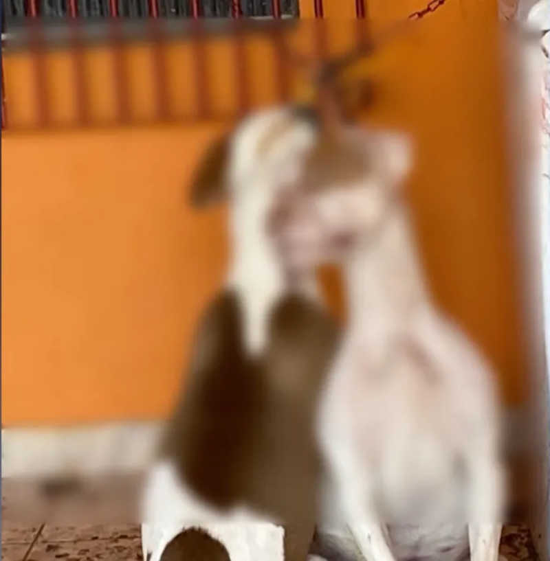 Cachorros são encontrados enforcados em coleira em Taubaté, SP