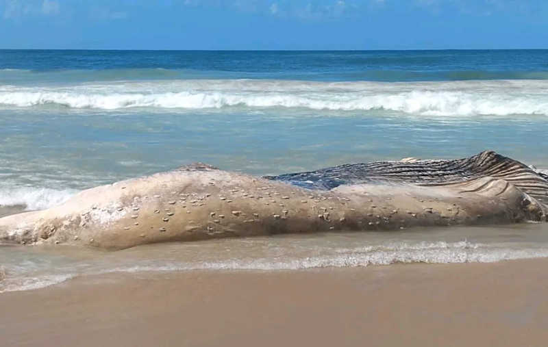 Baleia-jubarte é encontrada morta na praia do Félix, em Ubatuba, SP