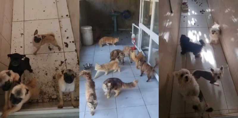 Ao menos 30 cães e gatos eram mantidos em condições precárias no canil clandestino em Itariri (SP) — Foto: Polícia Civil/Divulgação