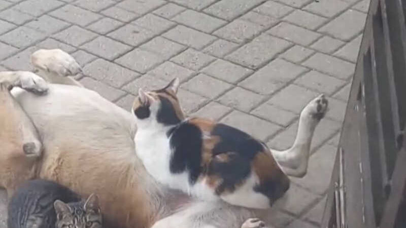 Vídeo de gato deitado na barriga de cachorro viraliza