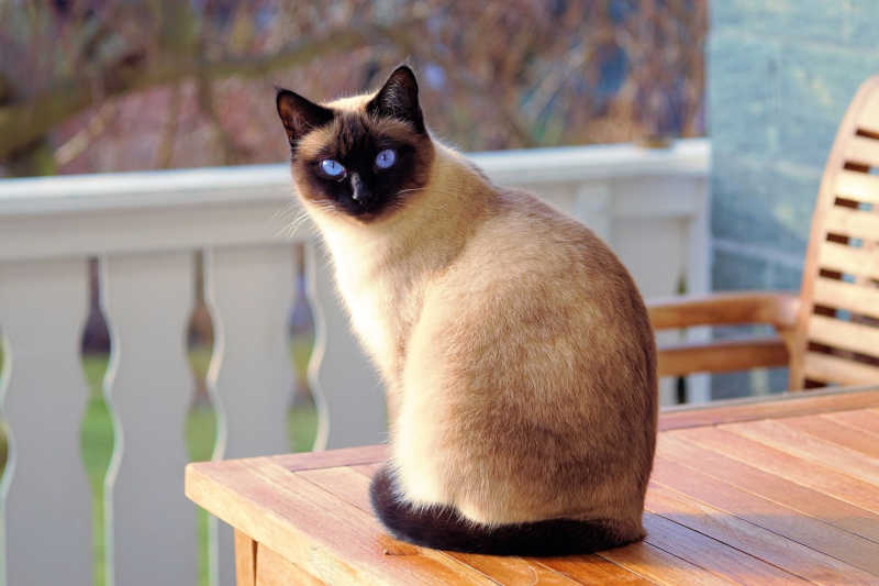 O gato (Felis silvestris catus), também conhecido como gato caseiro, gato urbano ou gato doméstico, é um mamífero carnívoro da família dos felídeos, muito popular como animal de estimação. Por Pixabay