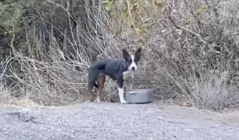Mulher encontra cachorro abandonado na floresta e foi isto o que ela fez