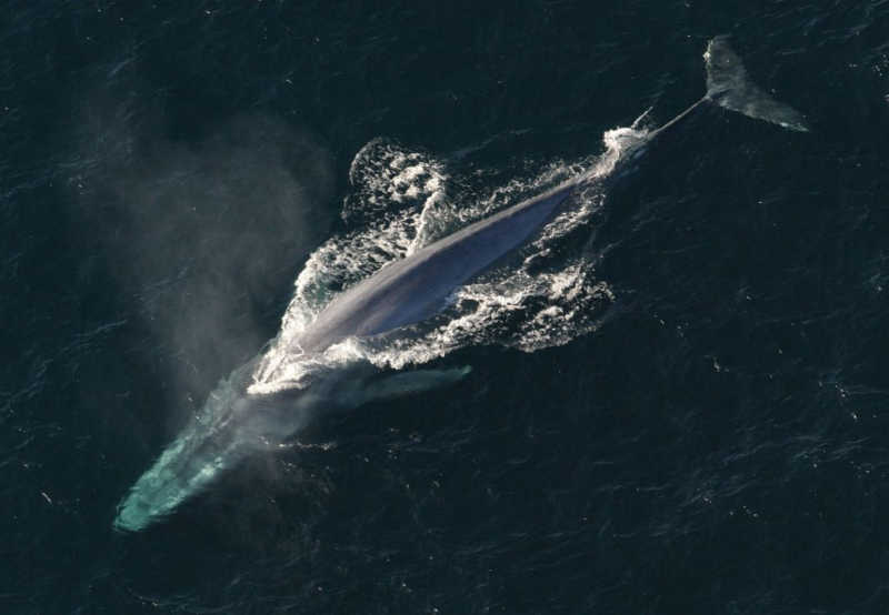 Gigante de transporte marítimo muda rota de navios para proteger baleias