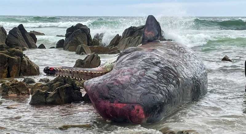 Baleia cachalote morta na costa da Tasmânia. ASSOCIATED PRESS VIA ESTADÃO CONTEÚDO - 20.09.2022