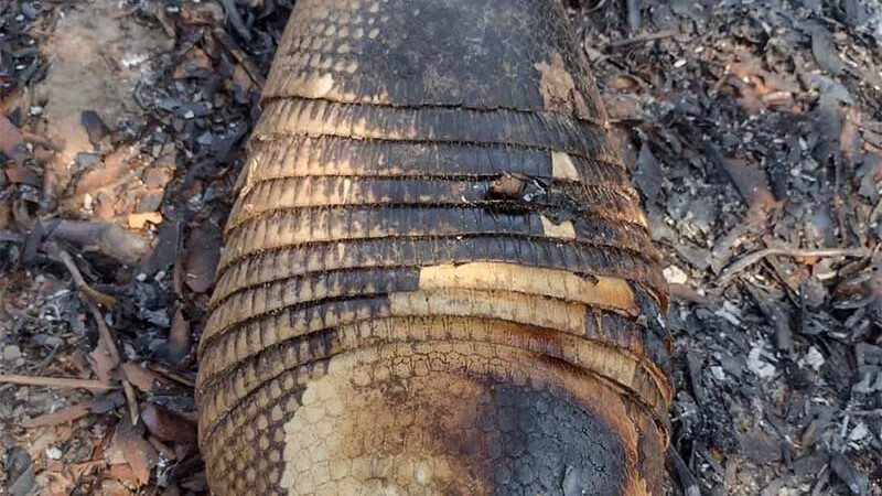 Além de destruir a vegetação nativa, incêndios florestais matam espécies de animais silvestres no Tocantins