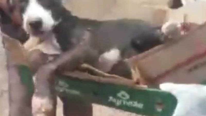 Caso envolvendo cão atropelado demonstra a realidade e o descaso com animais de rua em Guaraí