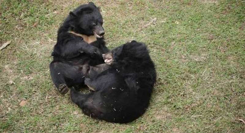 Ursos se abraçam após serem salvos de fazenda clandestina de extração de bile; VÍDEO